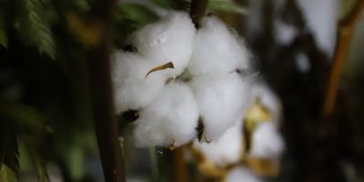 Cotton flowers