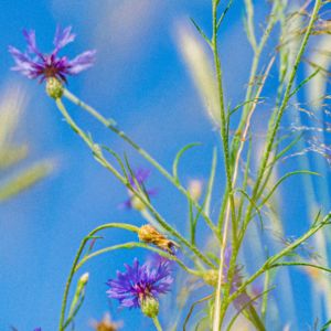 GMOs Plants
