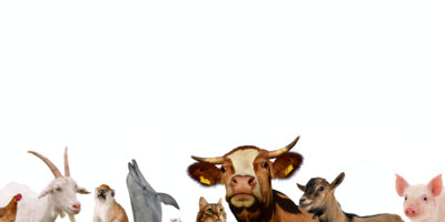 Greens4Animals