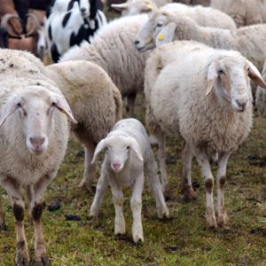Sheep transport