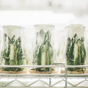 GMO beakers