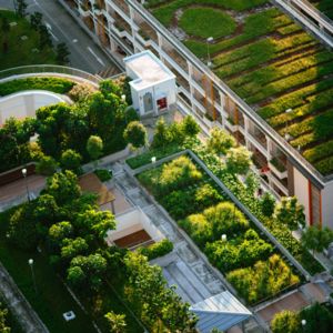 Green roofs